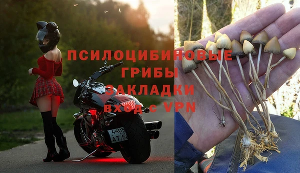 прущие грибы Алексеевка